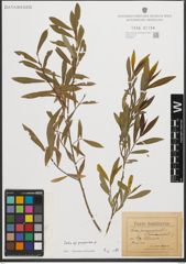 Foto von Salix purpurea L.